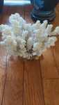 obiecte decorative corali , scoica,  flori de mina quartz