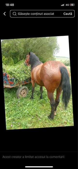 Iapa de 6 ani  de vazare