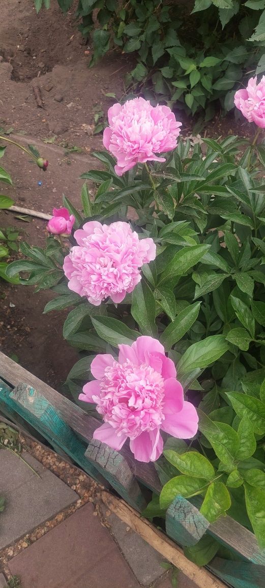 Пионы разных цветов. Город.