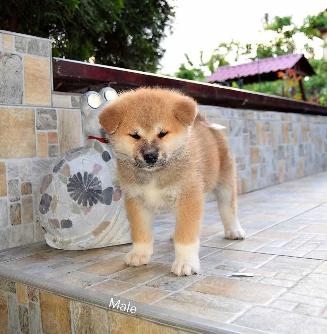 Catelus Akita inu, părinți multipli campioni!