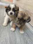 Vând pui de metis Shih-Tzu talie mică