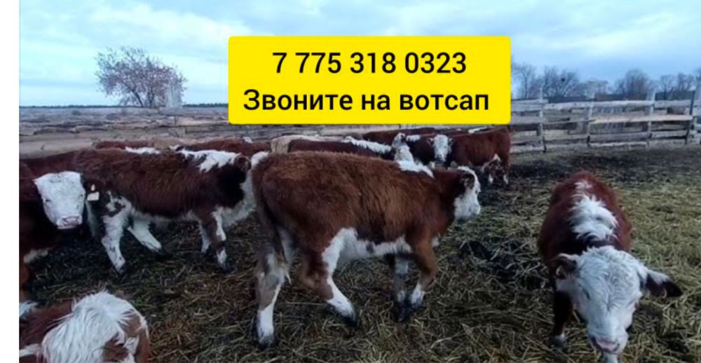 Бычек телята ангусер аулькол голгища тр