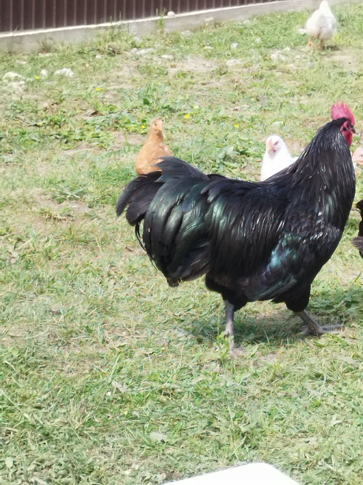 Cocos australorp tanar