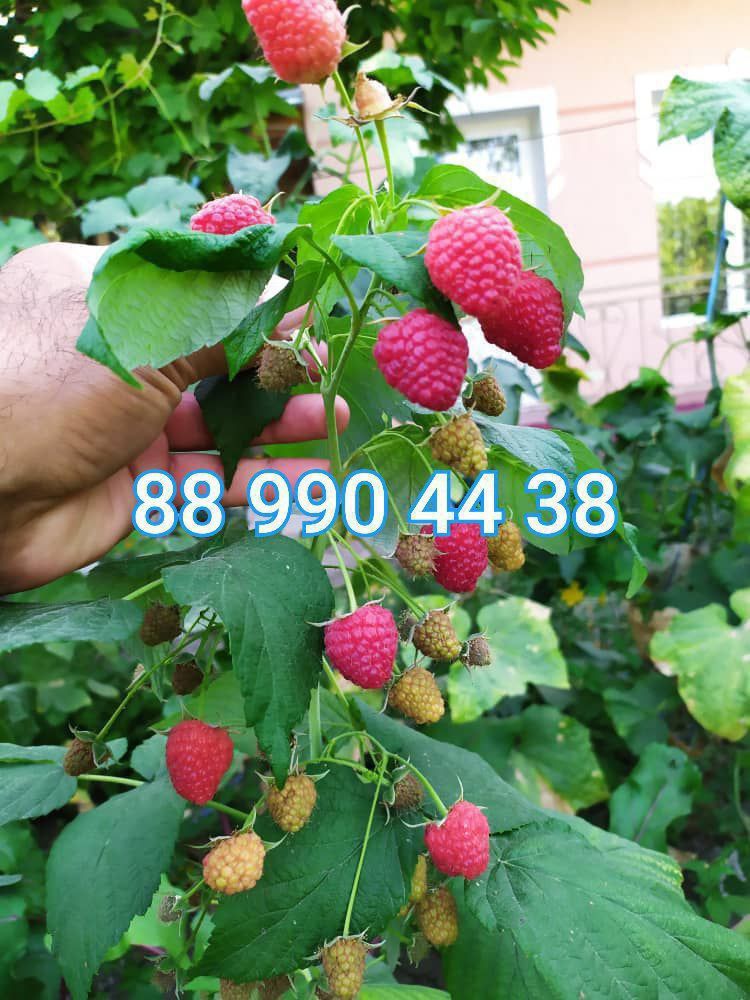Ukrainski malina koʻchatlari sotiladi