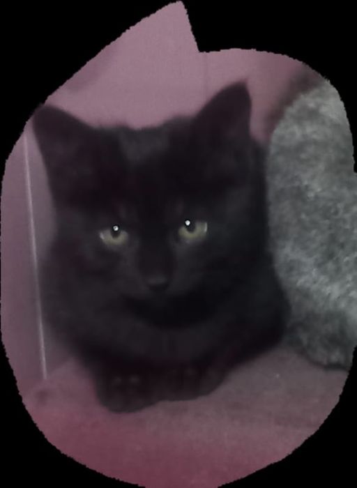 Отдам котят. Бесплатно