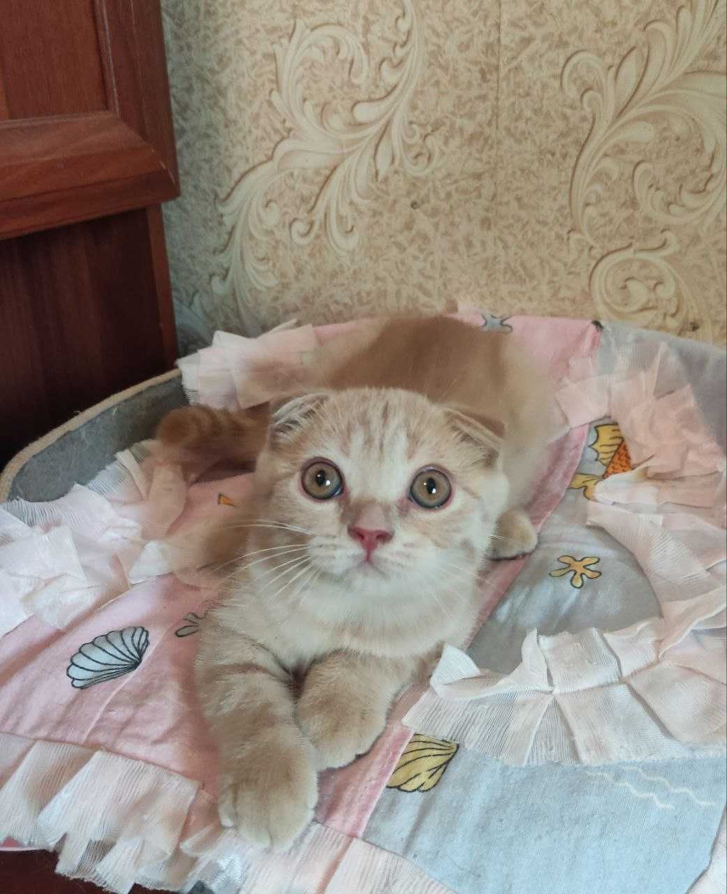 Продается шикарный котенок мальчик фолд