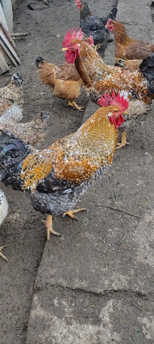 Cocos tânăr din primavara