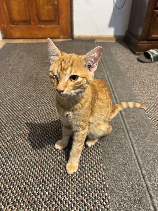 Adoptie pisica tanara are nevoie de un camin