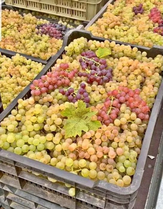 vând struguri de vin