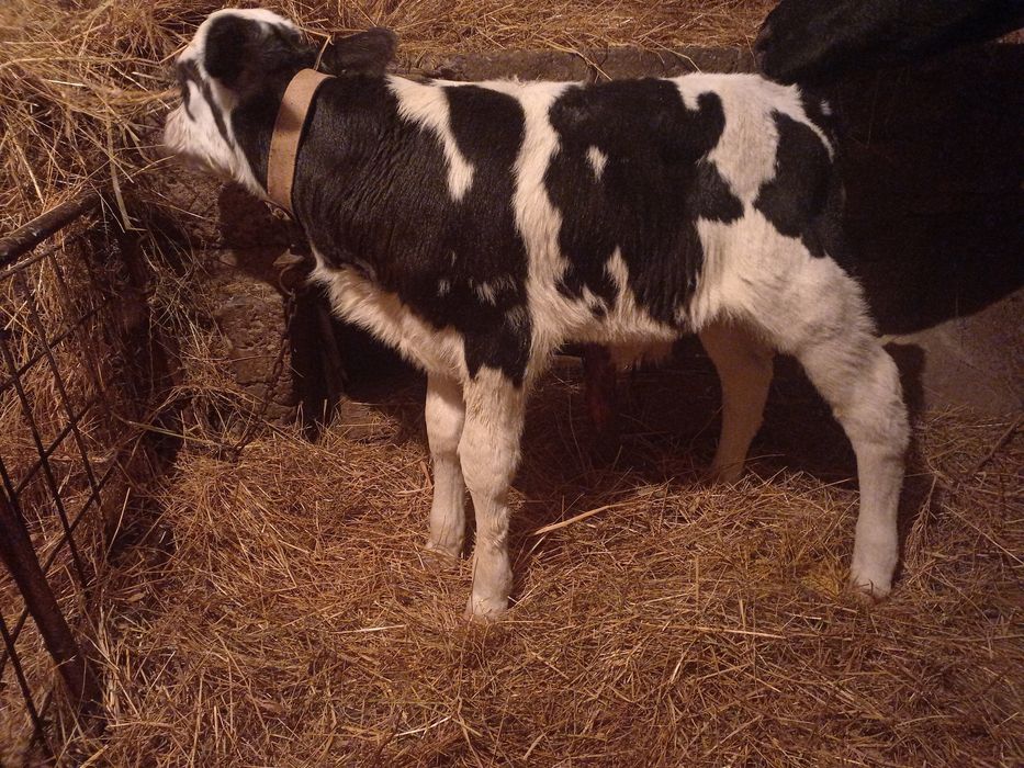 Продавам мъжко теле новородено