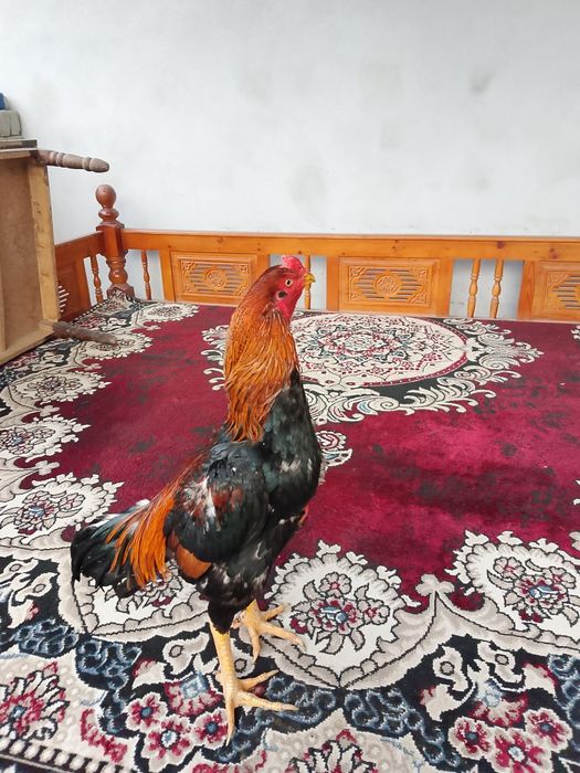 Dakan xoroz sotiladi soglom 100 foyiz bir tulak