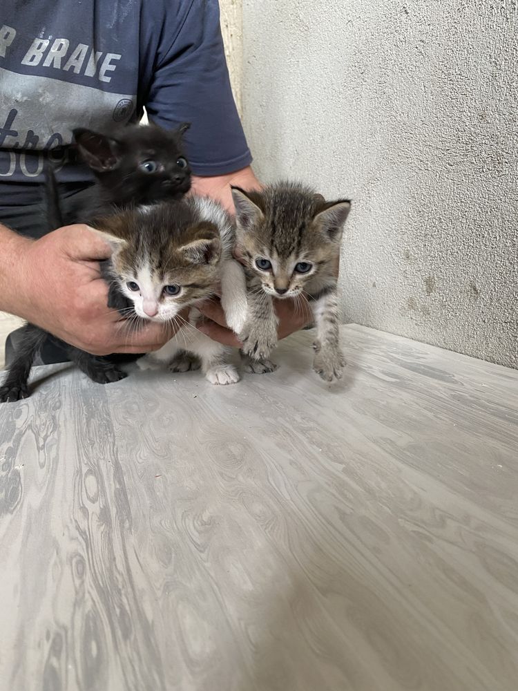 Отдам прелестных котят 2 мальчика, 1 девочка