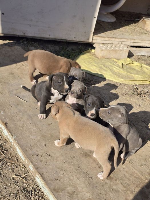 Продаются щенки питбуля