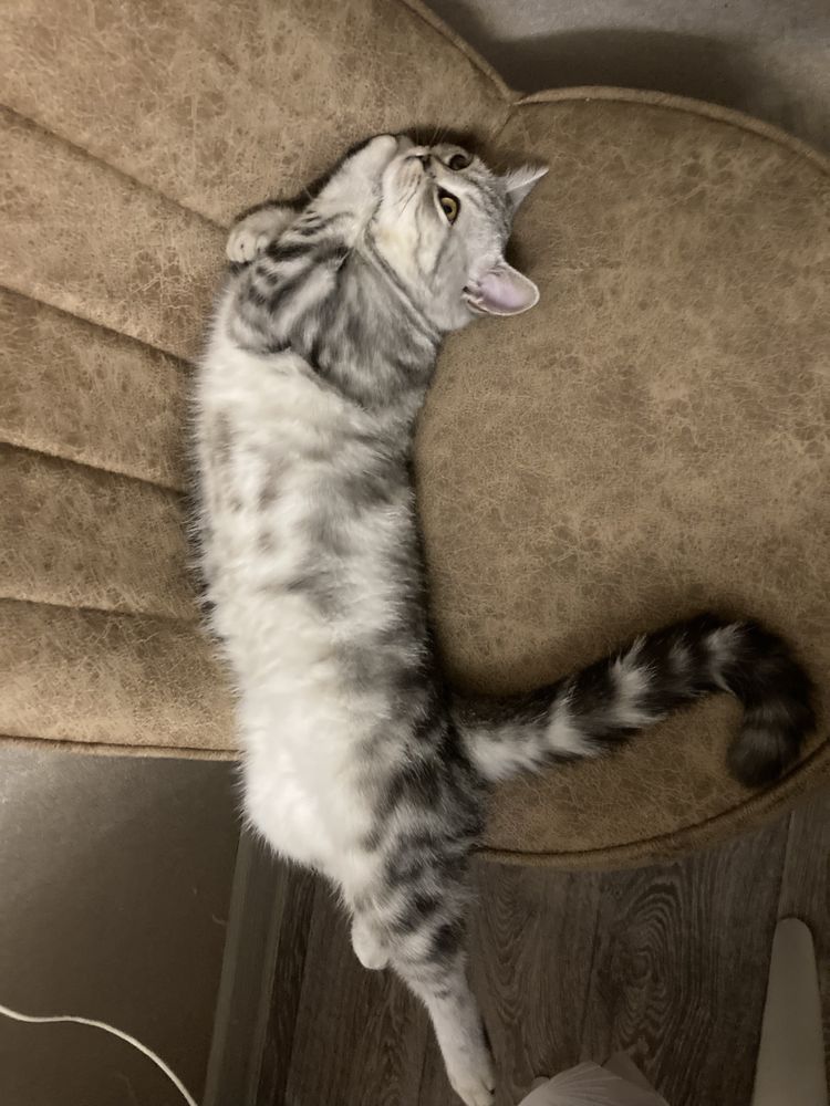 Кошка 2.3 года даром