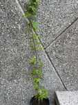 Японски клен Acer palmatum