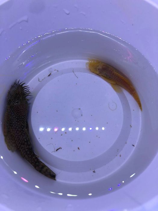 Анциструс Ишлаган Саметсла сотилади.