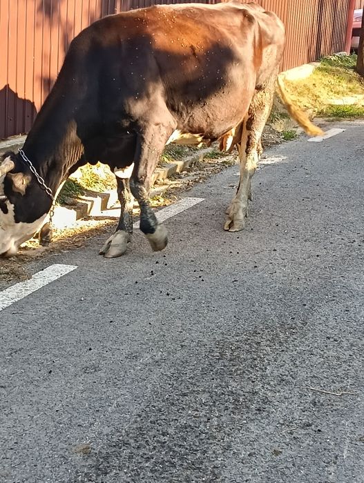Vacă bună de vanzare