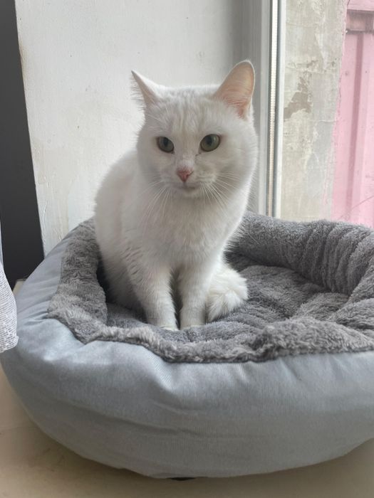 Бесплатно кошечка