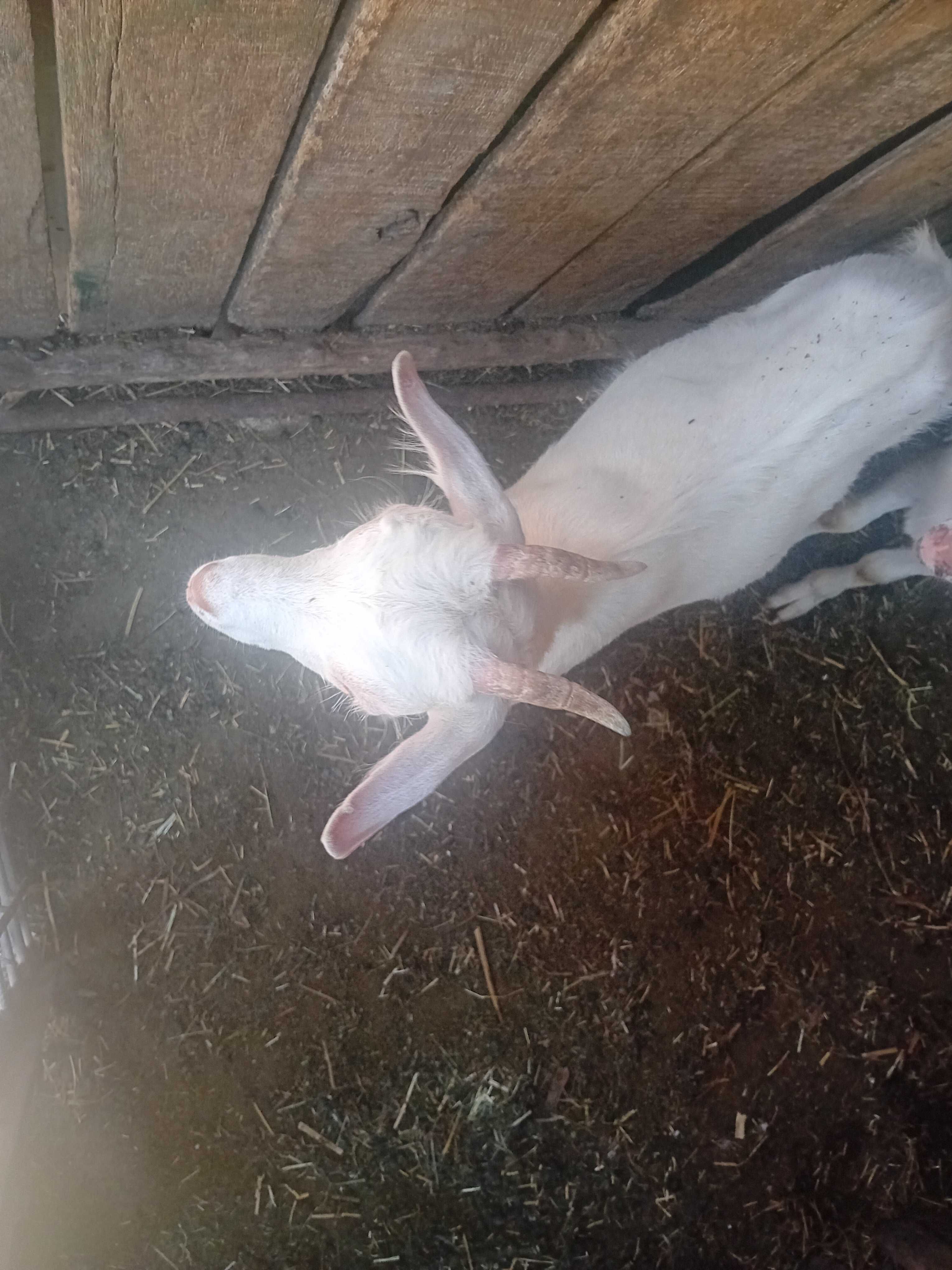 Capre bune de lapte