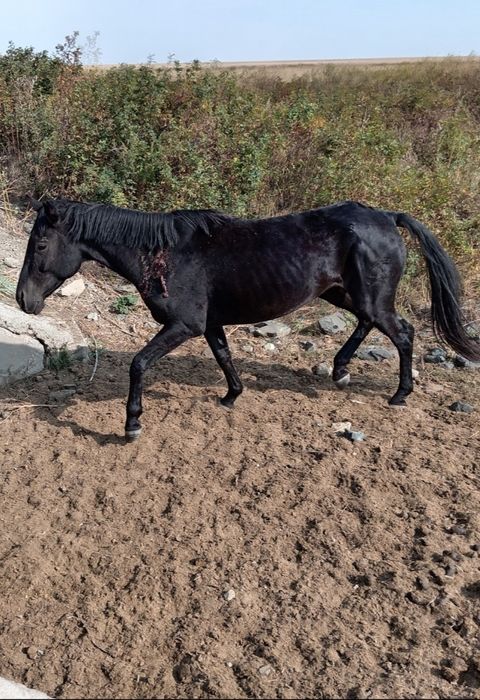 Байтал сатлады сауда бар!