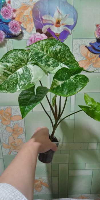 Сингониум Панда.80т.с .г.Нукус