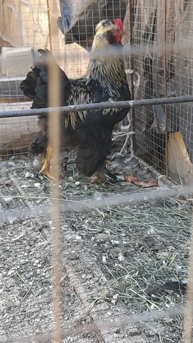 Brama Xo'rozlar bor sotiladi