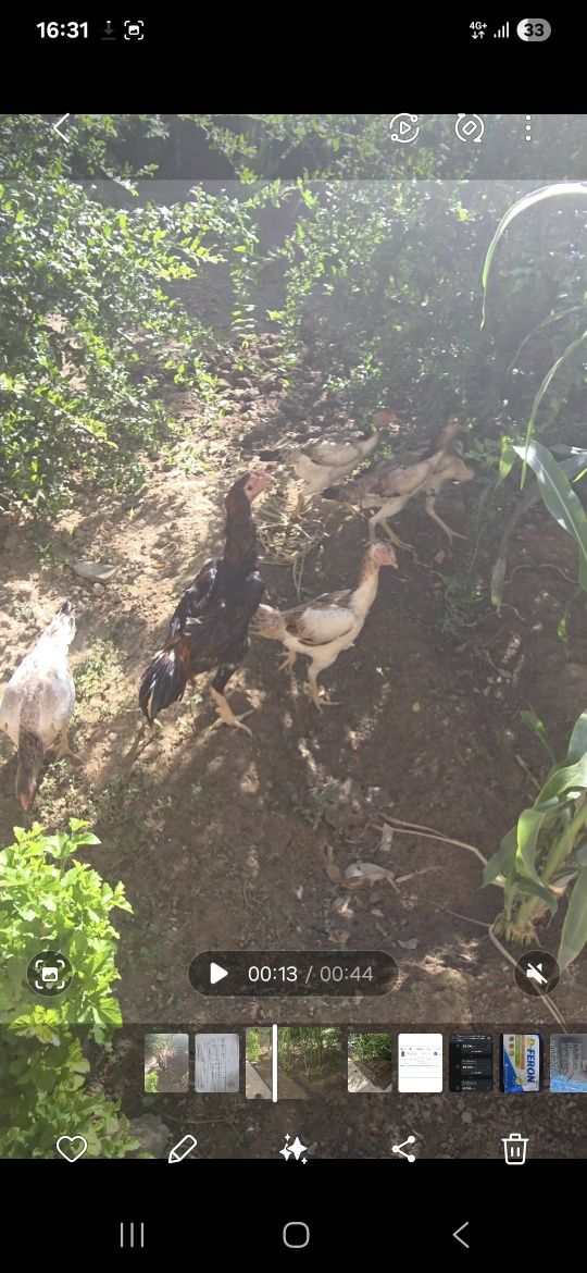 Dakan makiyon tovuqlar sotiladi toza par tovuqlar