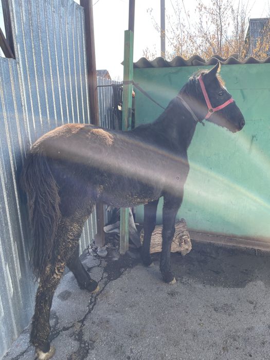 Продам тайчика 7 месяцев