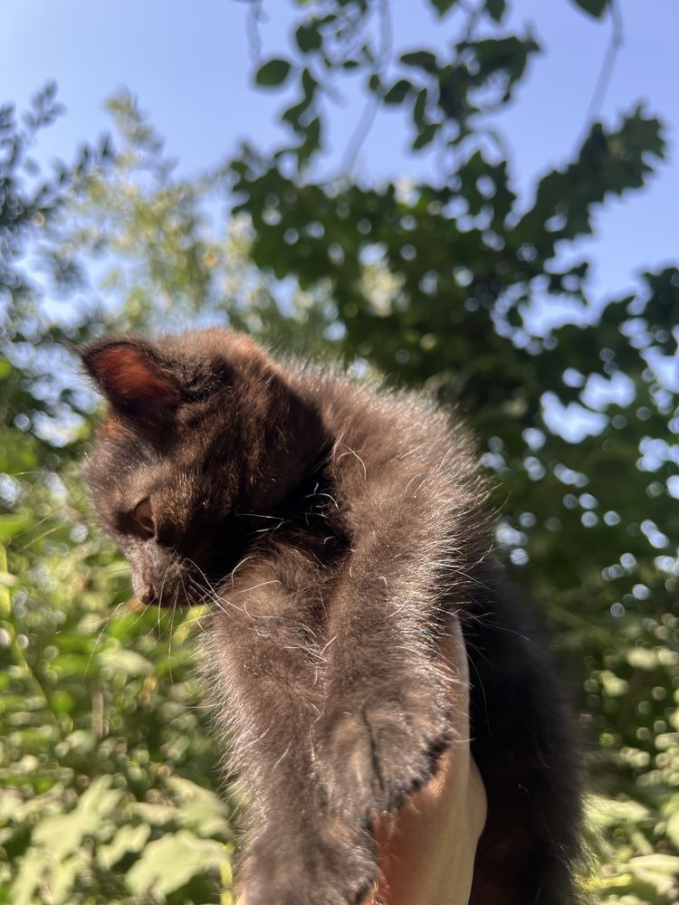 котик породистый