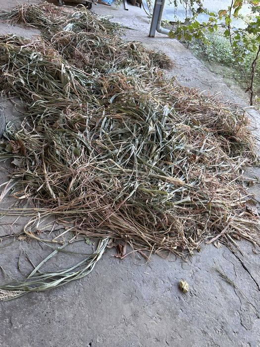 O’t makka poya non qoq sotiladi