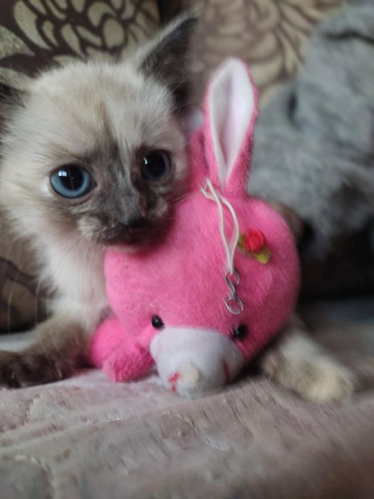 Милые котята для Вас