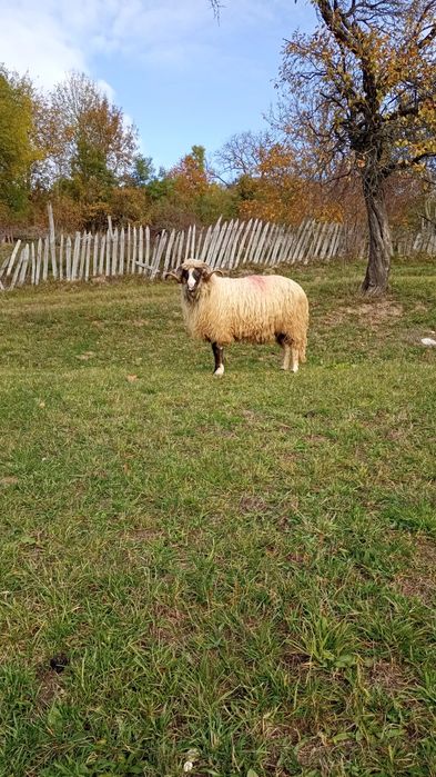 Vând mior foarte bun