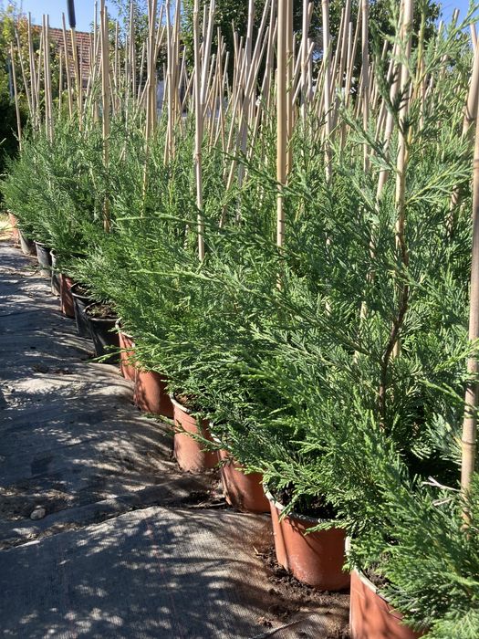 Leylandii - Timisoara - producator local