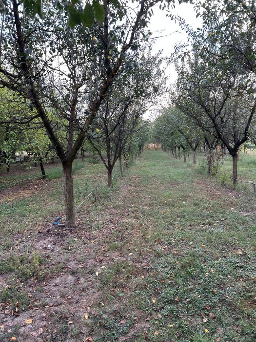 Vand livada sau loc de casa.