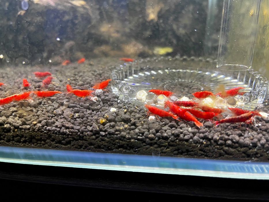 20 + 8 bonus Neocaridina Red Sakura grade creveti, Conuri de arin