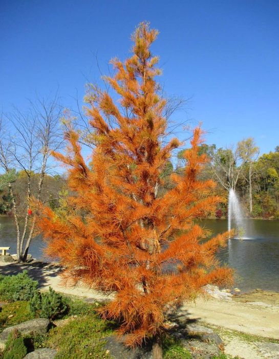 Chiparos de balta Taxodium pin Pinus nigra