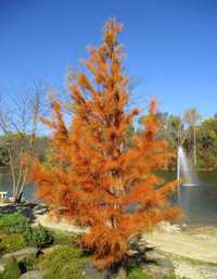 Pinus Nigra Taxodium chiparos de balta