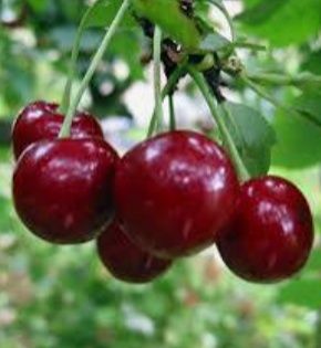 Продам спелую вишню