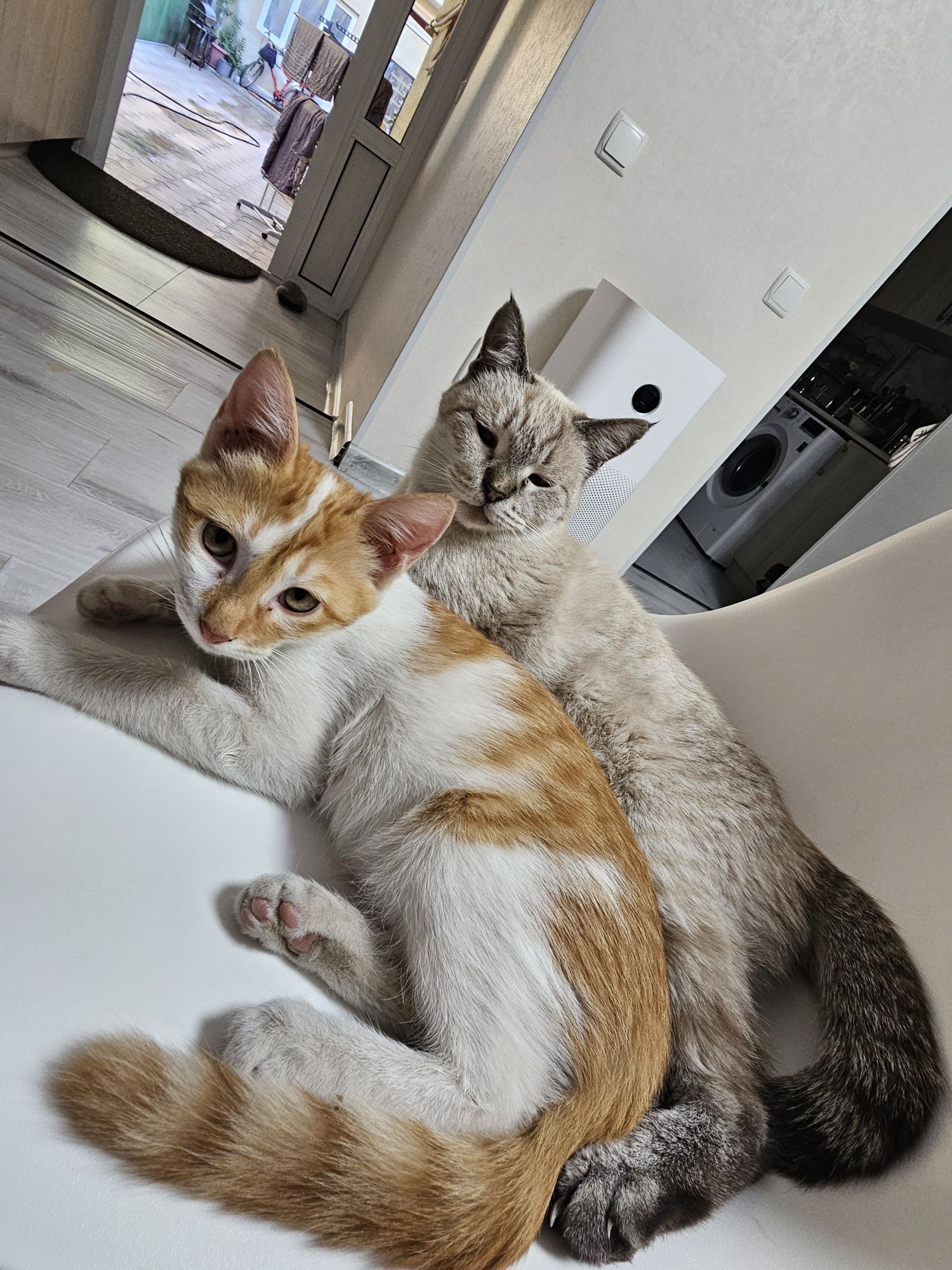 Kotenok 3 mesyasa