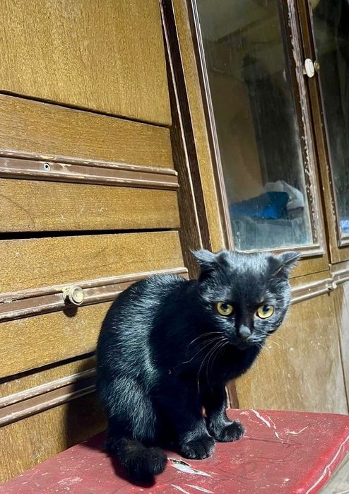 Молодая черная кошечка в добрые руки!