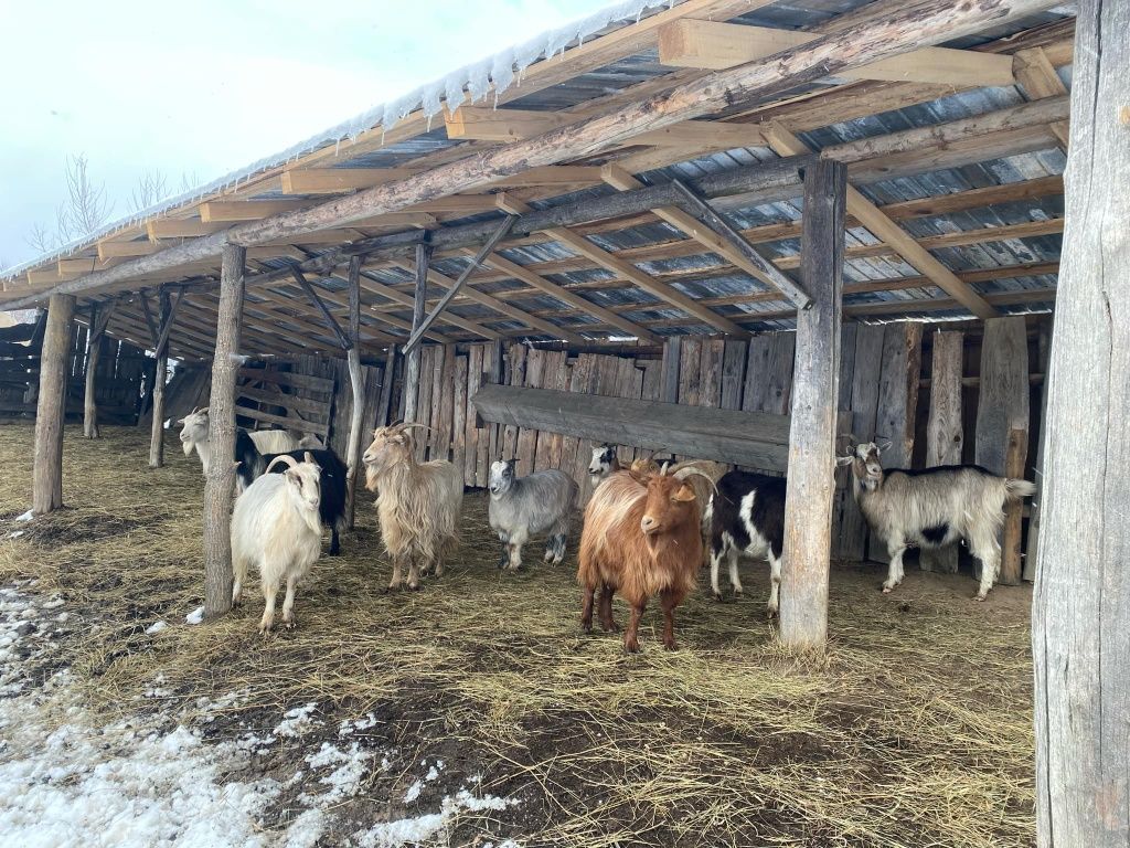 Capre de vanzare gestante