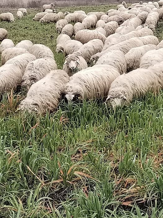 Vând turma de oi