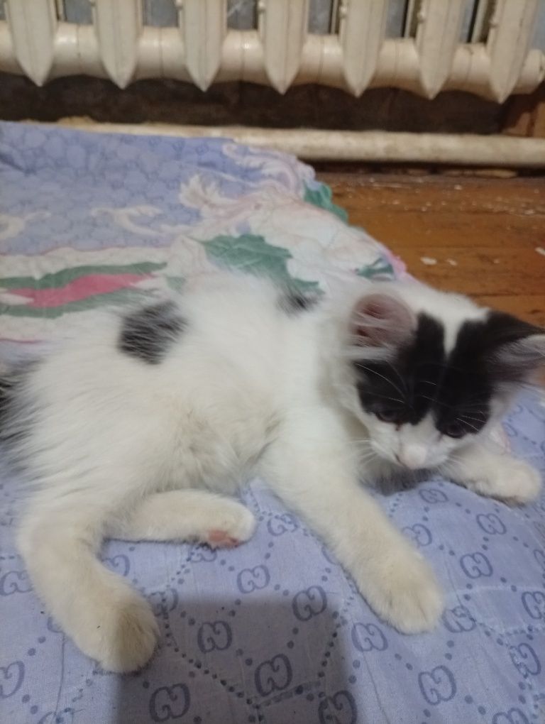 Котята отдадим даром