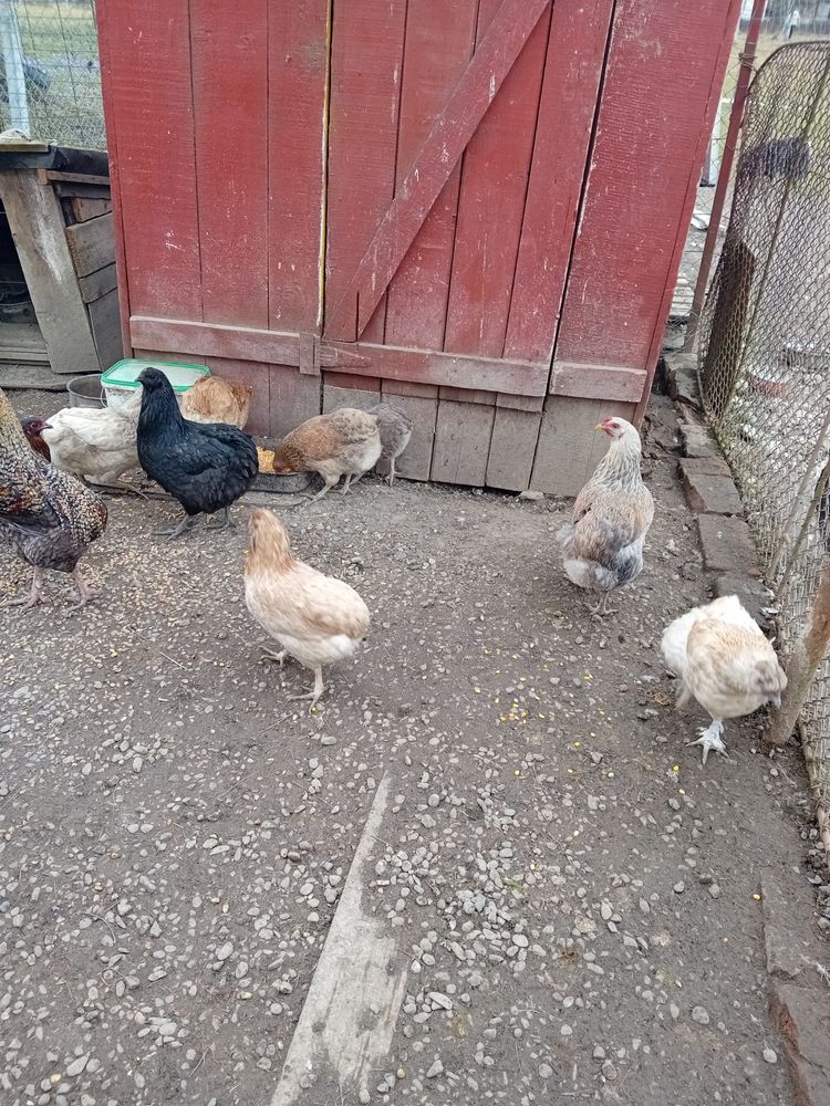 Oua Araucana de incubat