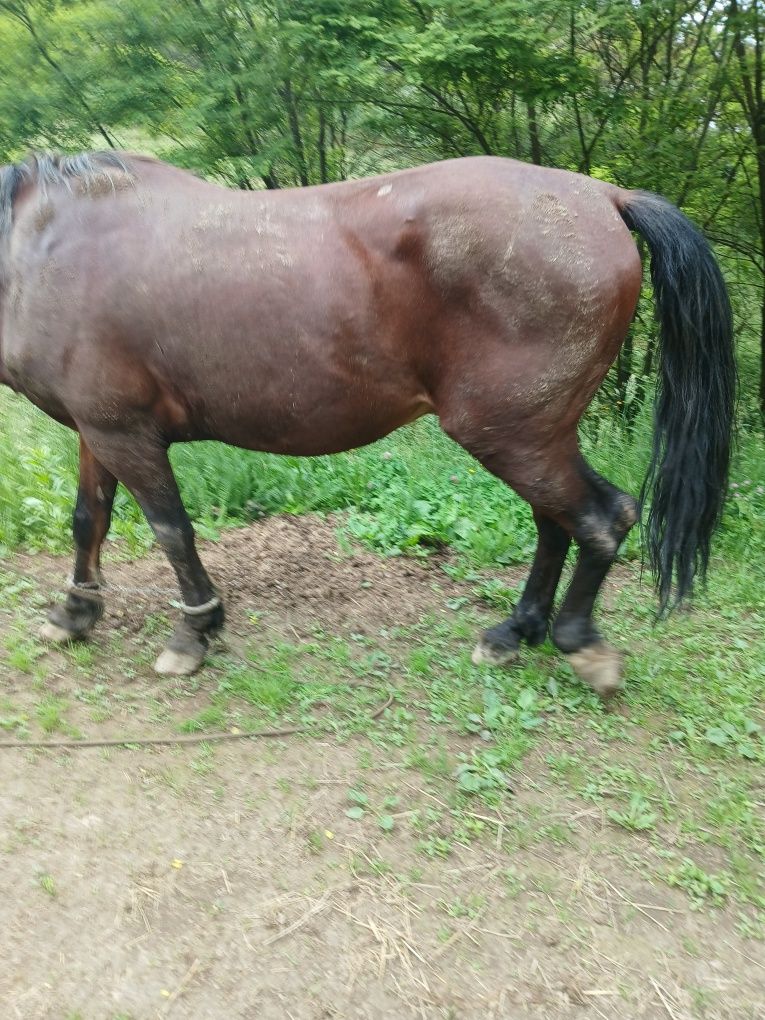 Armasar de vanzare