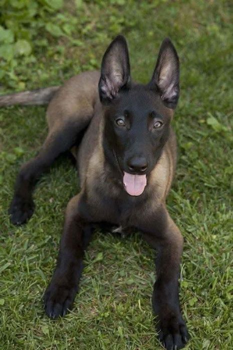 Ciobănesc Belgian Malinois