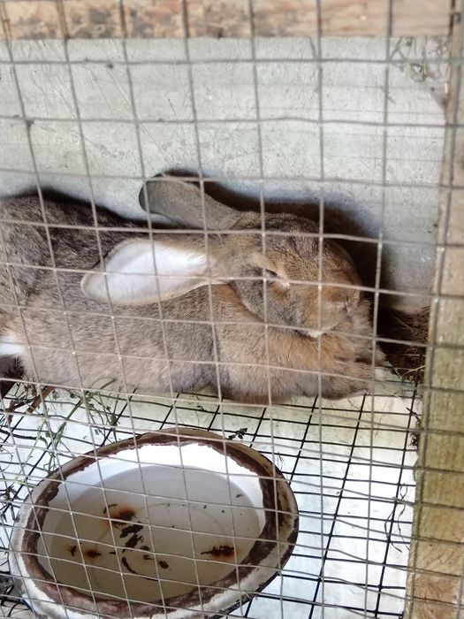 Продам кролика. Можно тушкой