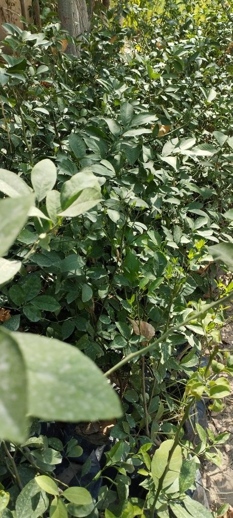 Limon ko'chatlari,3 yillik ekilsa hosilga kiradi