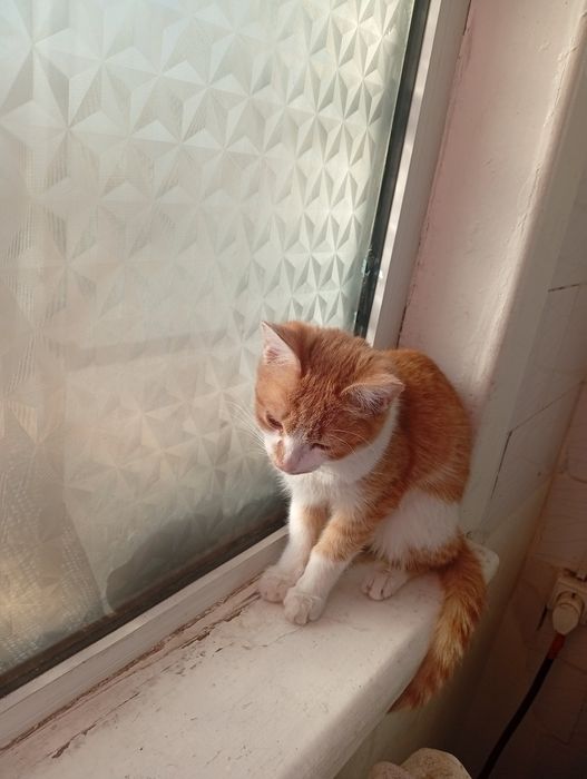 Отдаю Бесплатно Сергели