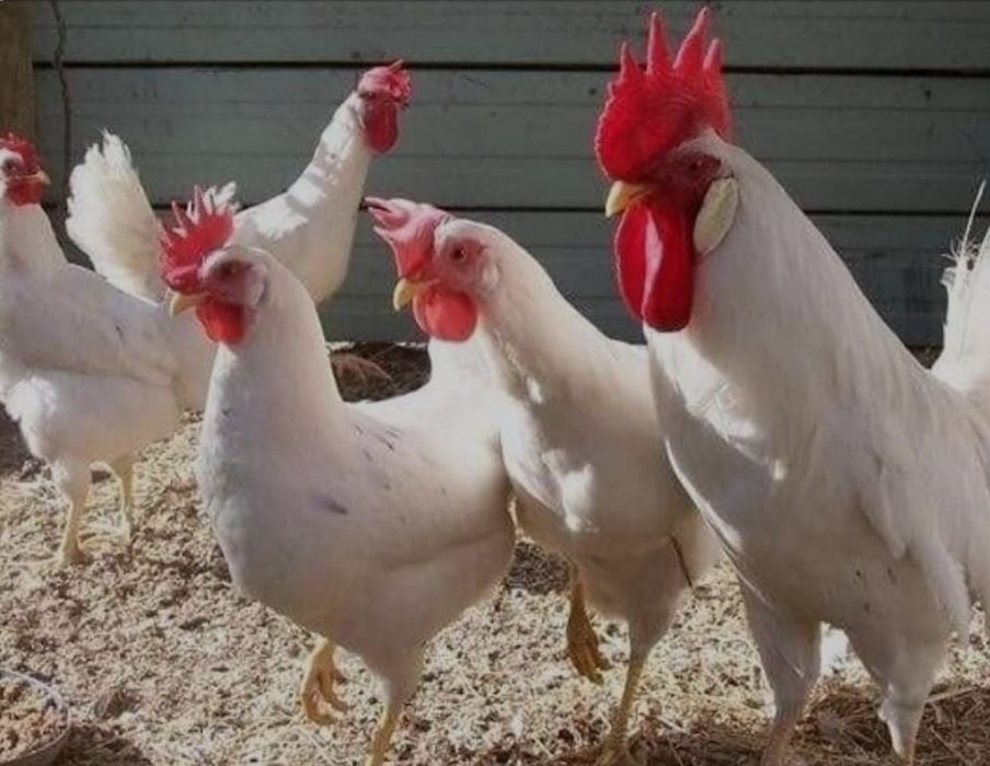 Куры несушки  Легрон